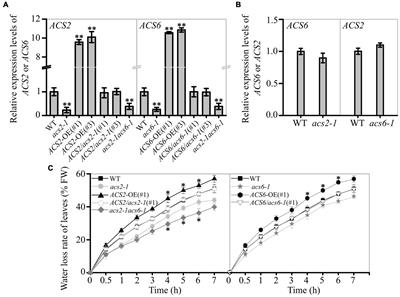 Activation of 1-Aminocyclopropane-1-Carboxylic Acid Synthases Sets Stomatal Density and Clustered Ratio on Leaf Epidermis of Arabidopsis in Response to Drought